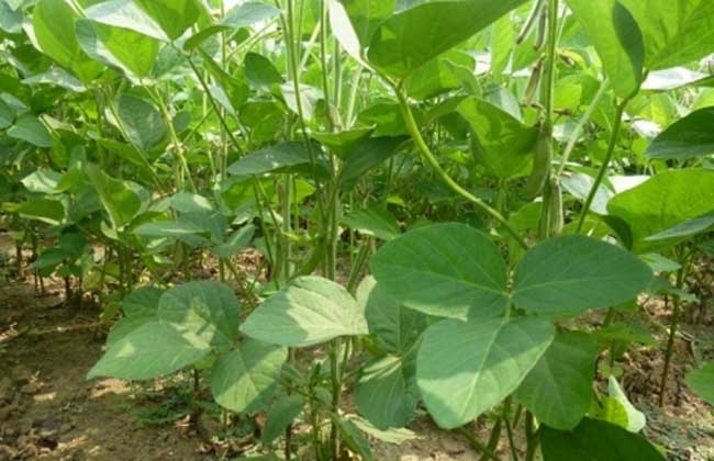 大豆病毒病的防治措施有哪些,大豆霉腐病