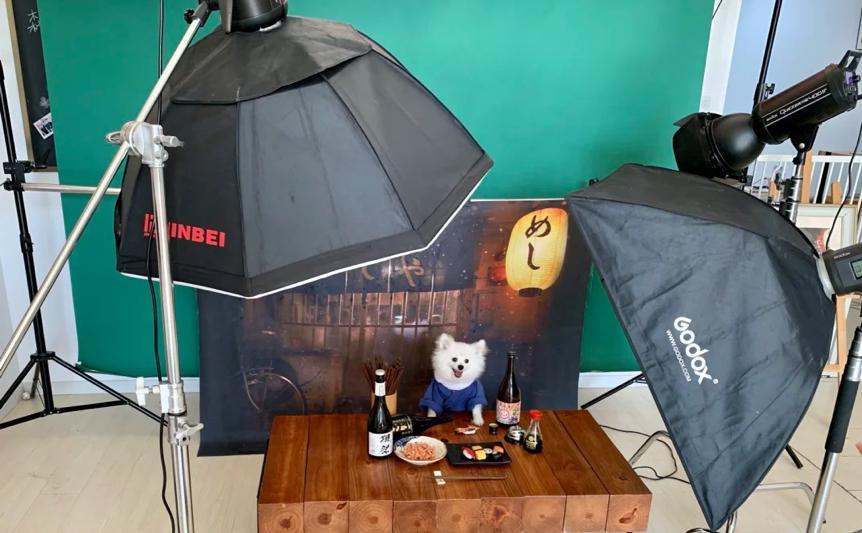 宠物写真多少钱,宠物写真照推荐