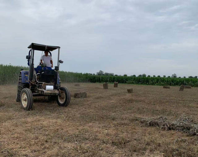艾草乡土产业发展基本情况,艾草托起绿色致富梦