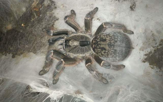 养捕鸟蛛的注意事项,养捕鸟蛛多久要往土里加一次水