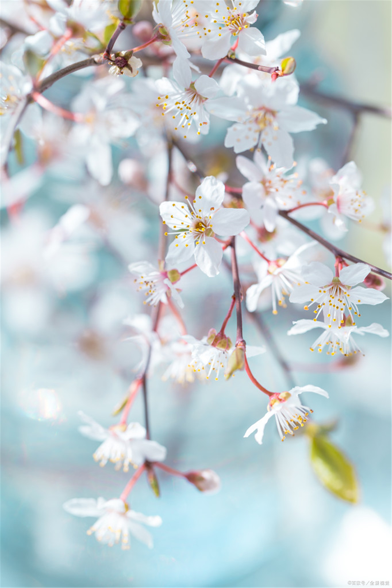 今天白居易生日，“桃李满天下”最早出处竟是他的一首拍马屁诗？