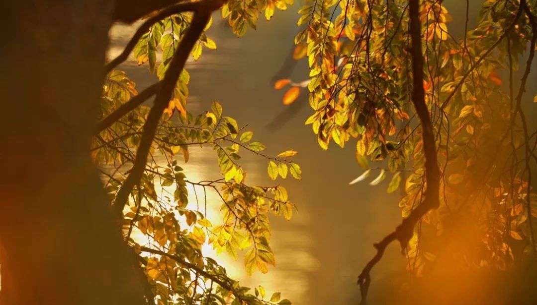 国医大师裘沛然是哪里人,裘沛然国医大师医案