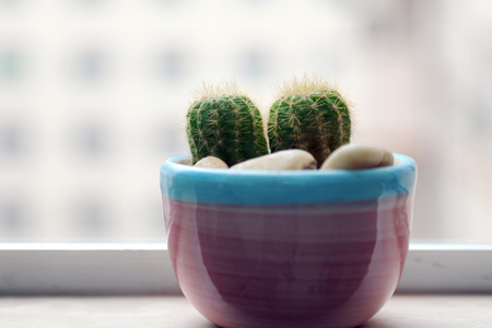 仙人掌发黄是什么原因造成的,仙人掌变黄的原因是什么