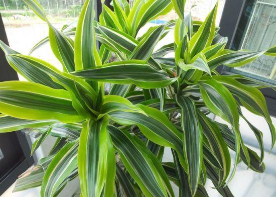 巴西木怎样才能养得茂盛,巴西木多长芽的方法