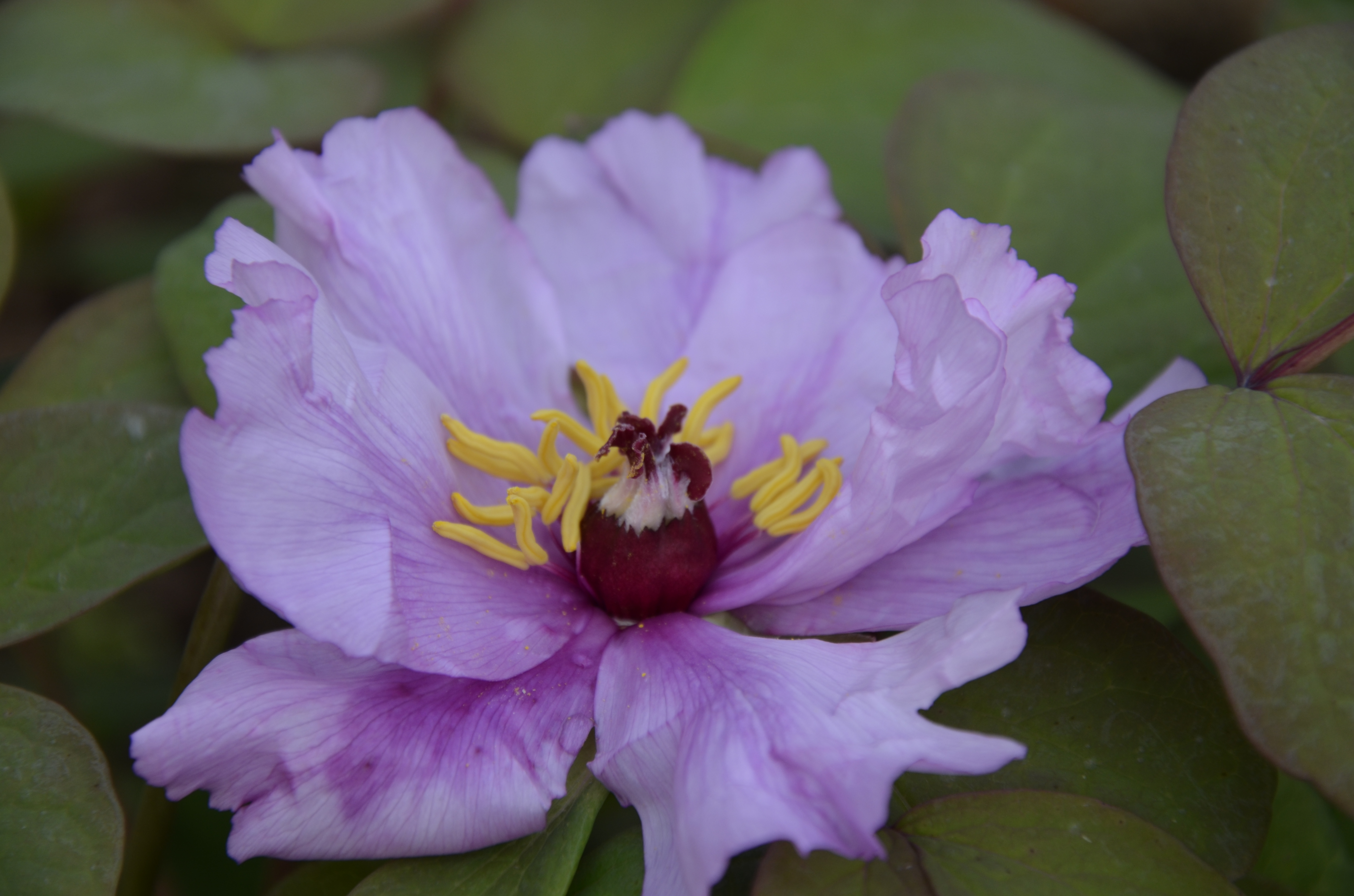 牡丹,熟悉而陌生——“花王”的前世今生,带你重新认识牡丹