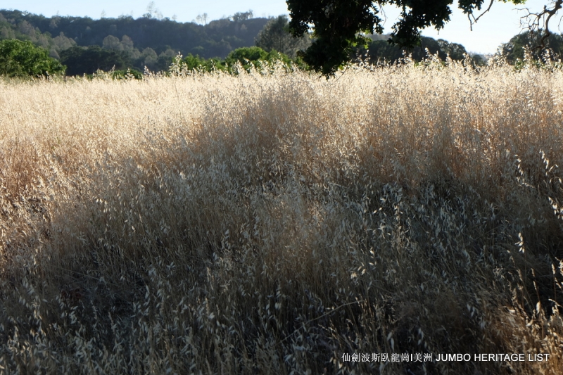 第3045回:人生一世草生一春,来如风雨去似微尘
