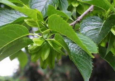 全国农产品地理标志目录湖南篇,湖南省株洲市农产品地理标志名单