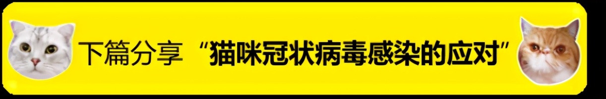 如何在家给狗狗拉毛,如何在家给狗狗补水