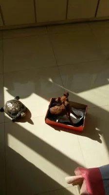 伸舌头的小鹿犬,爱洗澡的小鹿犬