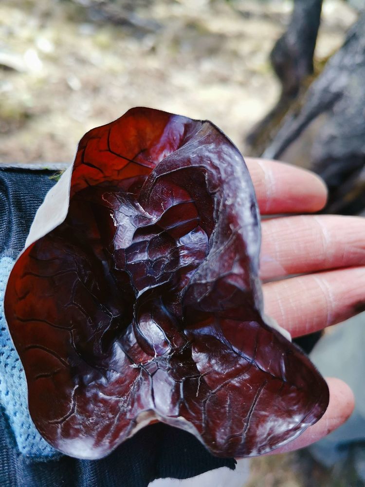 20201101惊悚之行~首阳山大坪梁单日横穿+原返