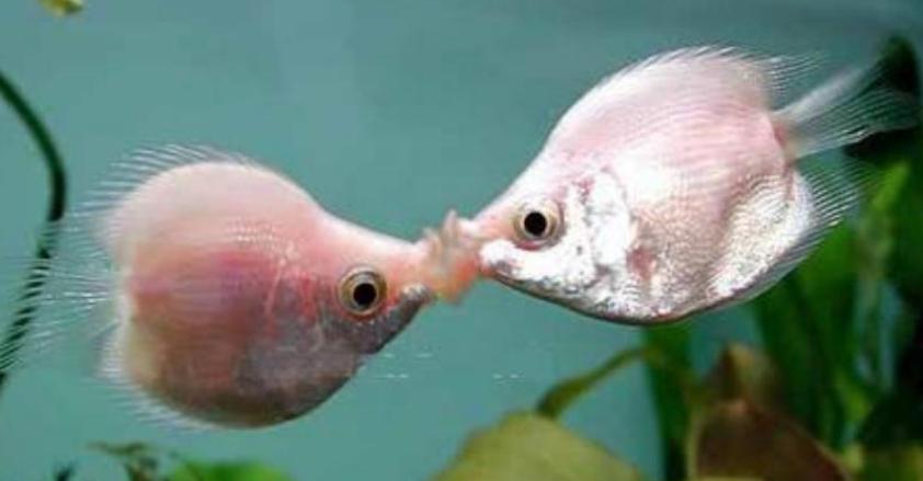 鱼缸停电怎么防止鱼缺氧,遇到停电如何给鱼缸增氧