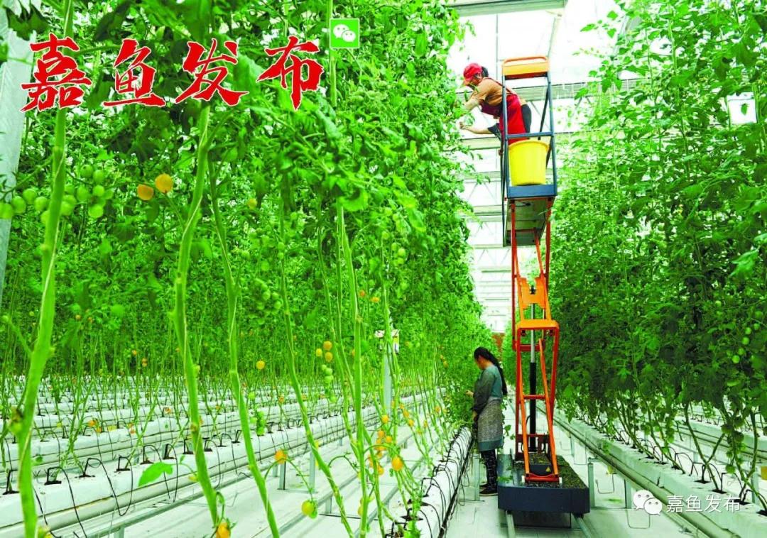 嘉鱼未来十年发展变化,嘉鱼是做什么行业的