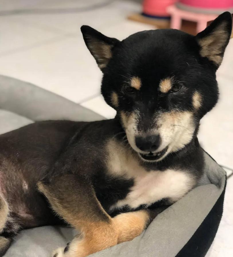 狗狗后部被插入“木棍”,还缠着大量胶带,被救后又遭遗弃