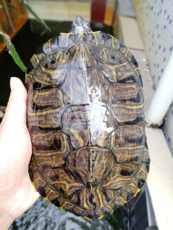 变异巴西龟苗如何饲养,巴西龟与变异巴西龟哪种最好养