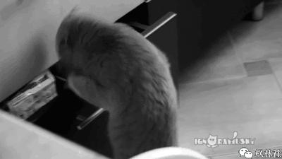 搞笑动图gif图片,搞笑短视频段子15秒