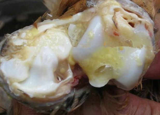 解决各种养殖过程中的霉菌问题,十大养殖病害排行