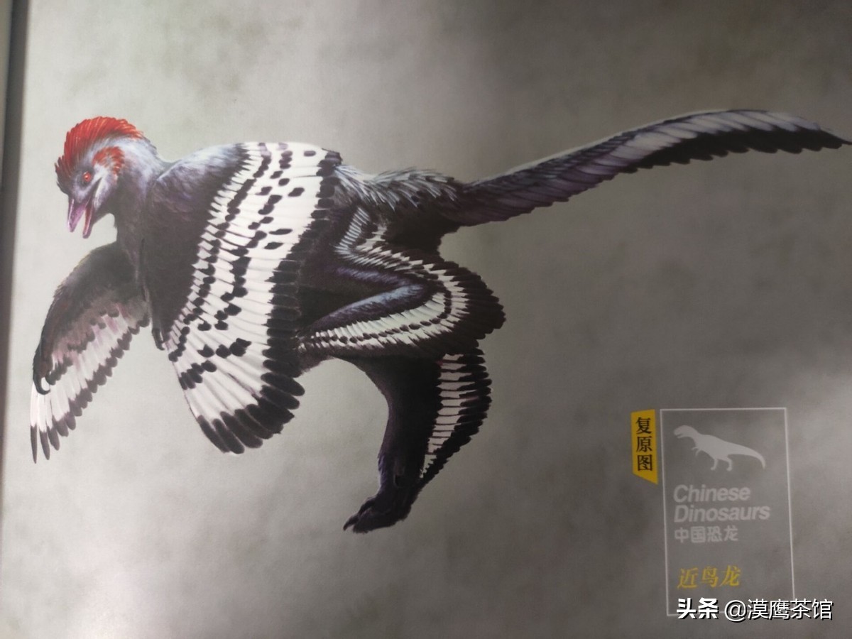 走进恐龙博物馆,恐龙博物馆大探秘