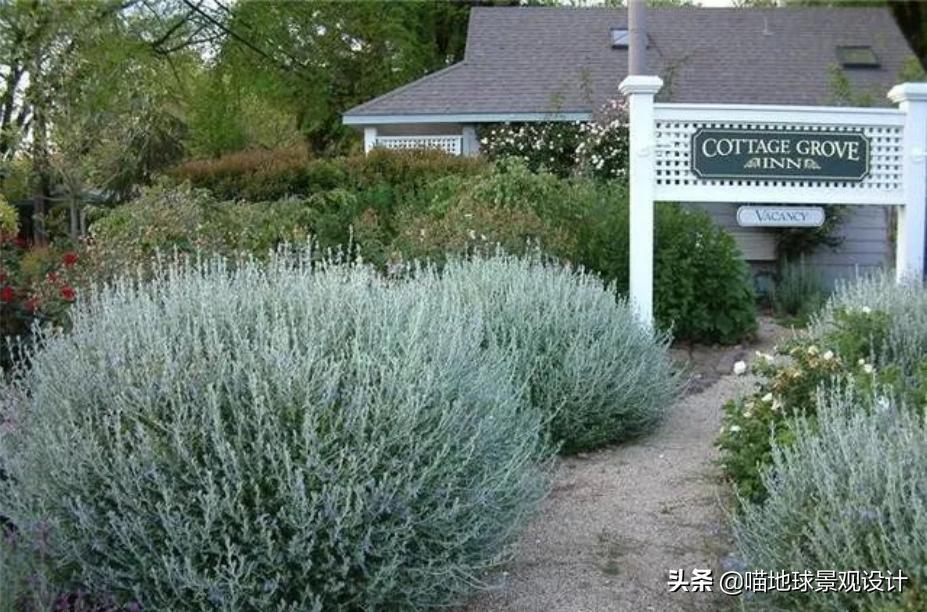 灌木球类植物,灌木植物种类及图片