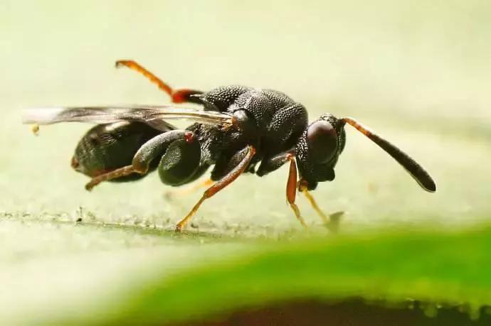 柑橘常见害虫高清图谱,柑橘常见害虫图片大全