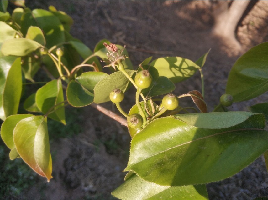 晋州市葡萄霜冻情况,晋州多举措应对寒潮来袭