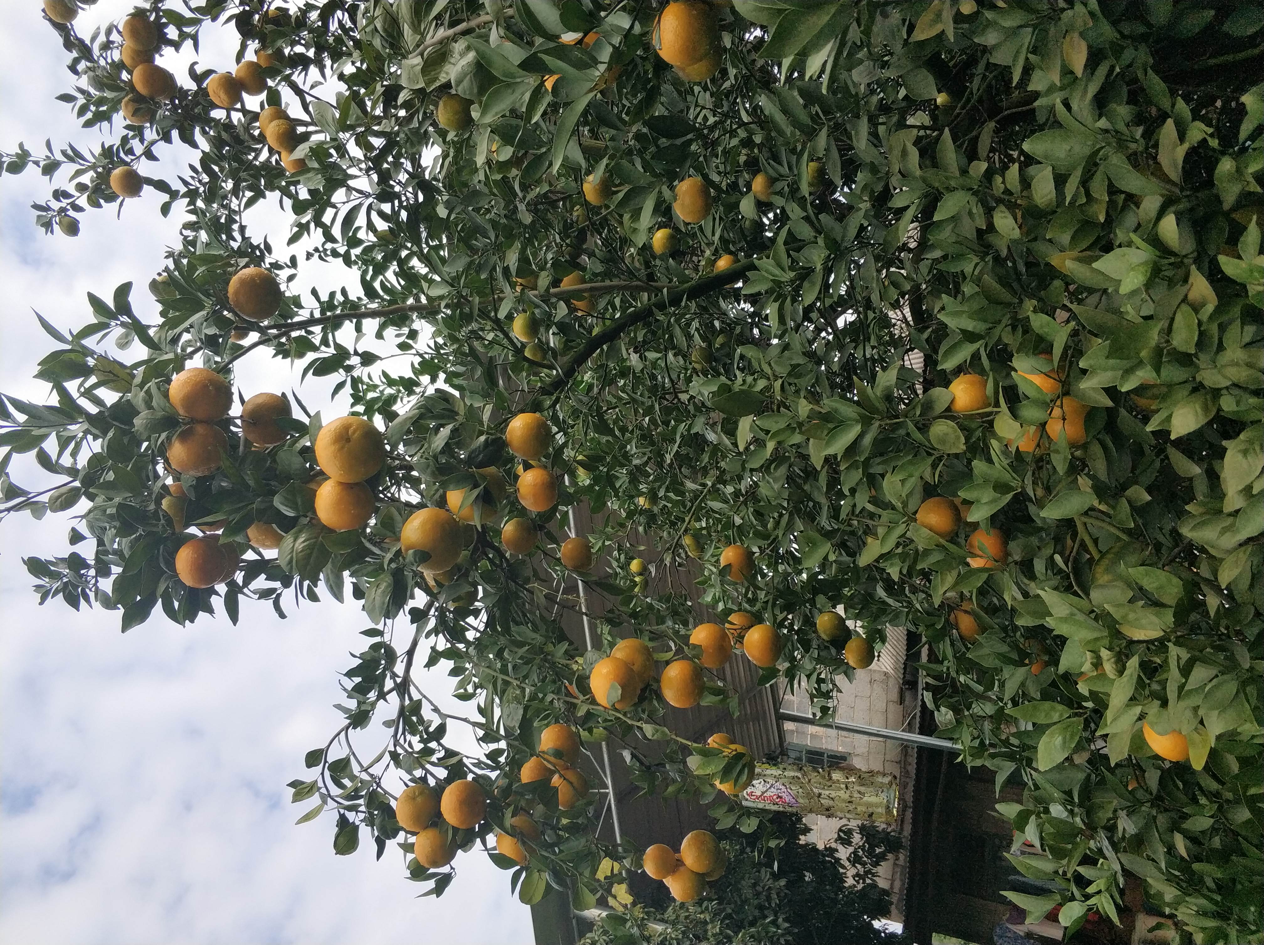 有一种水果叫皇帝柑,皇帝柑什么时候成熟上市