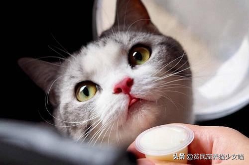 猫咪一般吃什么最好,喵星人喂食指南