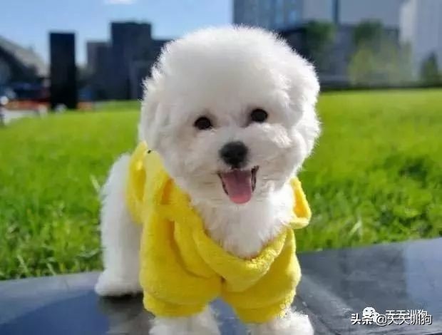 狗狗肠胃不适应该让它吃什么,肠胃脆弱狗狗饮食