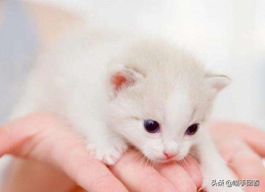 猫咪尿血怎么引起的,猫咪尿血但是精神很好食欲也正常