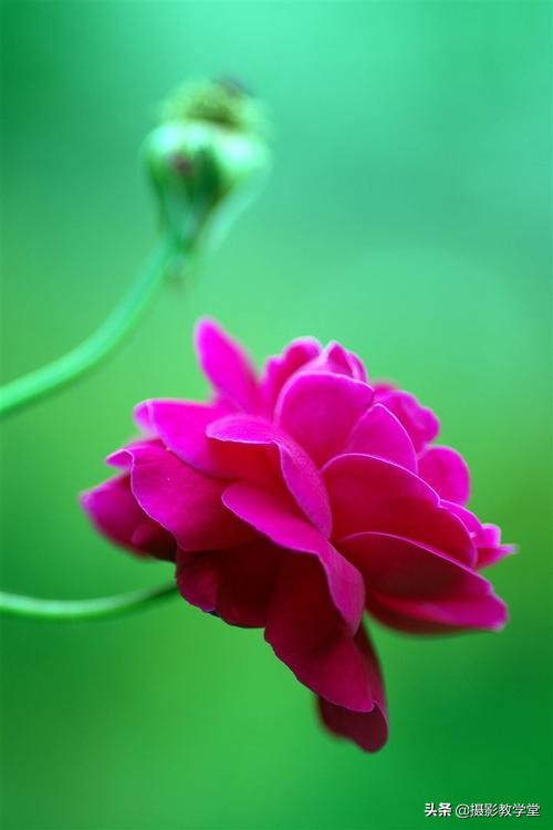 如何拍好微距摄影,摄影微距时怎么拍清全貌