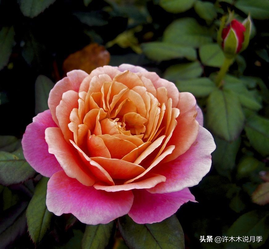 多头多季节开花抗性好的月季,红色月季哪几款多花勤花抗性好的