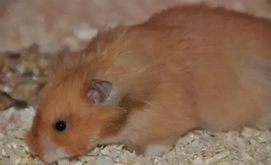 仓鼠的种类习性详细介绍,仓鼠有哪些亚种种类