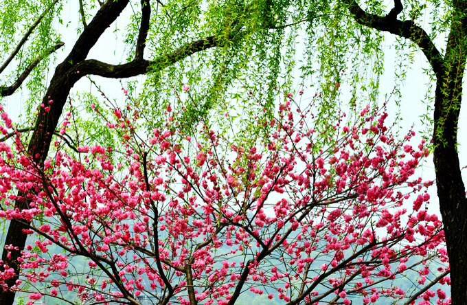 古诗大全咏柳曾巩,咏柳古诗讲解曾巩