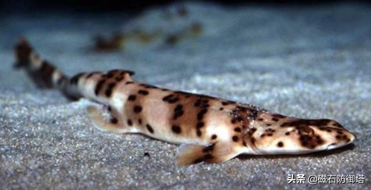 长得像鲶鱼的人戴眼镜,长得像鲶鱼的鱼很小身上有刺