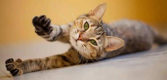 家里猫咪无论怎么样都不听话,家里猫咪现在很少打呼噜了