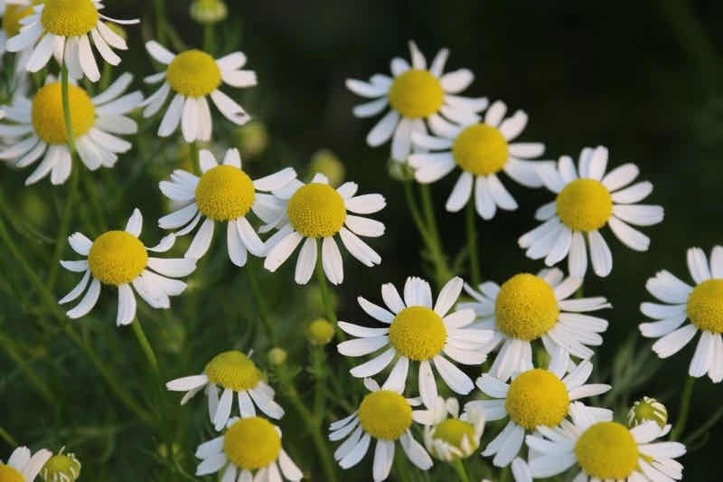 德国洋甘菊精油助眠,洋甘菊精油修护面膜