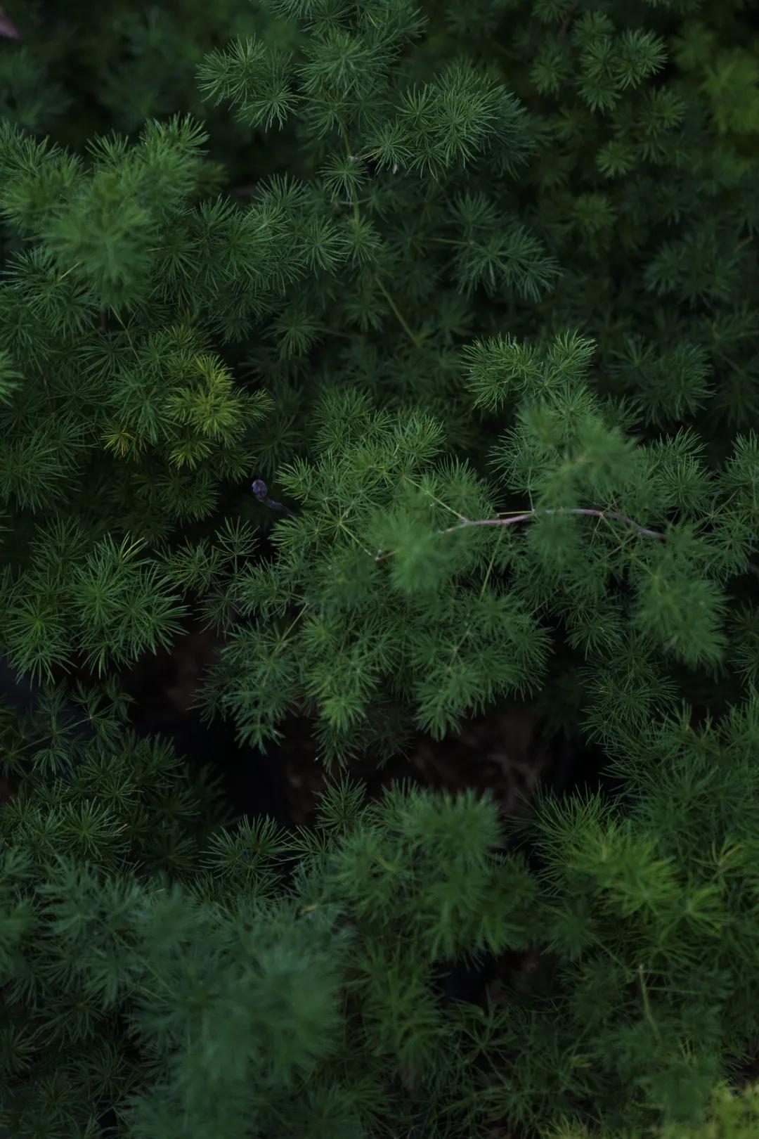 乌鲁木齐花市在哪里光明路附近,乌鲁木齐的花市在哪里