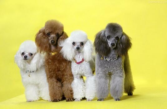 泰迪和贵宾是一种狗吗,巨型泰迪和巨型的贵宾