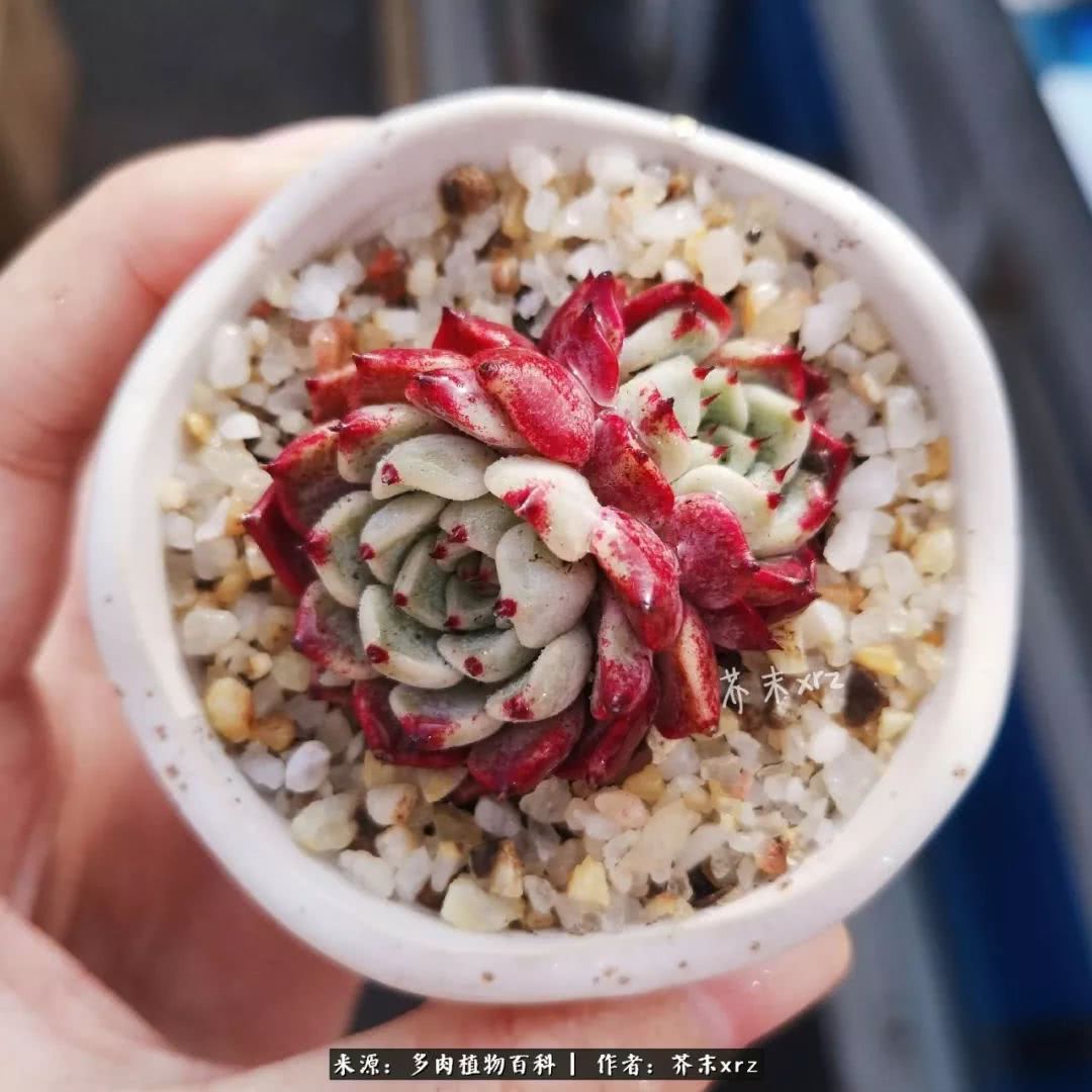 那个爱画多肉的小姑娘带着她的心头肉又来啦！