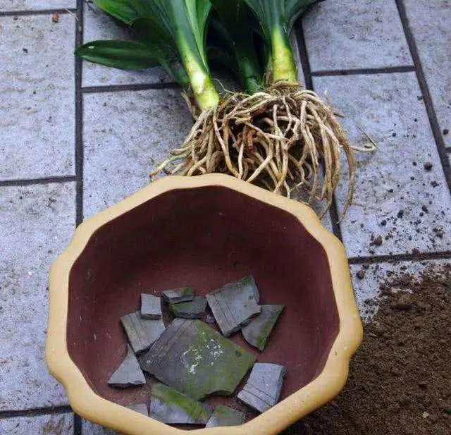 君子兰换盆的注意事项及技术要求,君子兰换盆的正确方法和注意事项