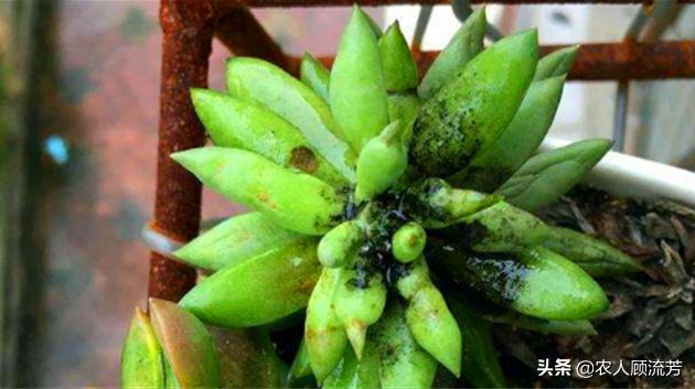 多肉植物煤烟病的防治方法附图,多肉得煤烟病怎么治疗最有效