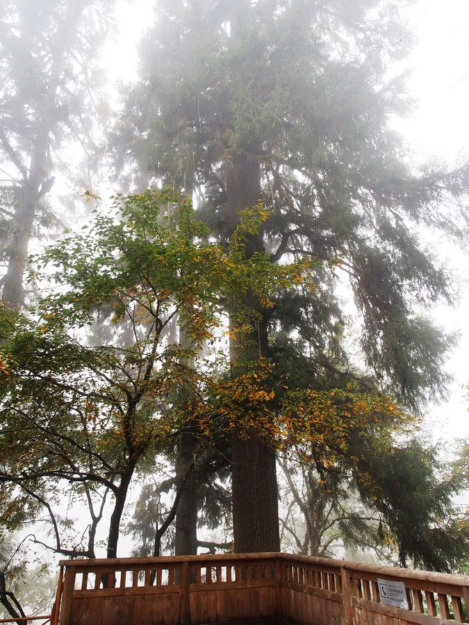 又美又神秘的风景,海螺沟的景色太美啦