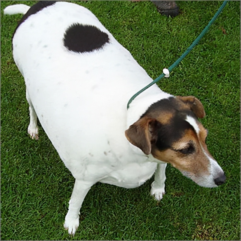 狗狗在交配时，别强行分开它们，不然它们会受伤