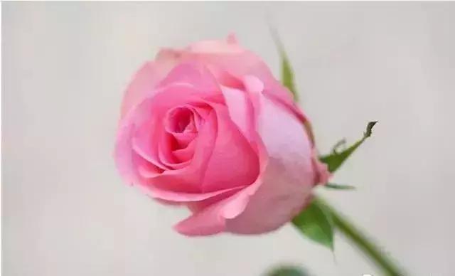 100种玫瑰的名字和图片,100种玫瑰品种科普你都认识吗