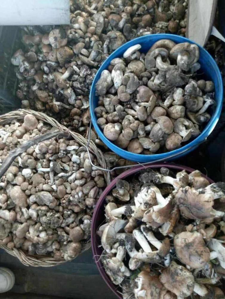 张北草原天路两日游攻略图片,丰宁坝上草原天路和张北草原天路