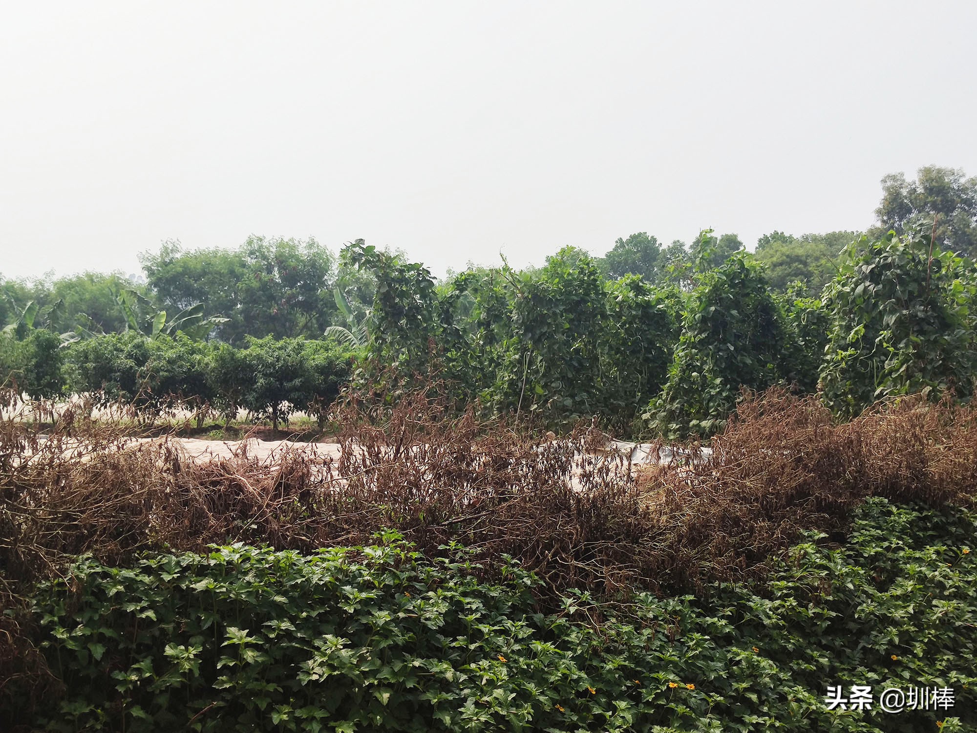深圳最长的海岸线爬山攻略,凤凰山适合老人孩子的爬山攻略