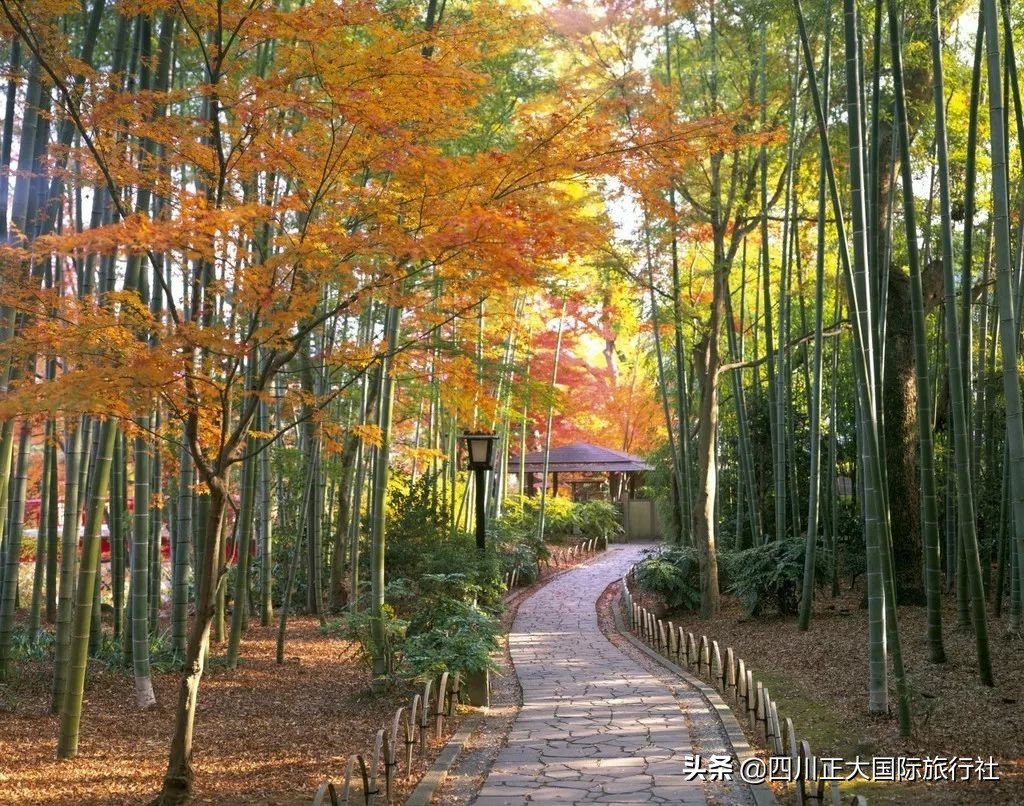 3日行走舞女激情步道体验伊豆万千浪漫