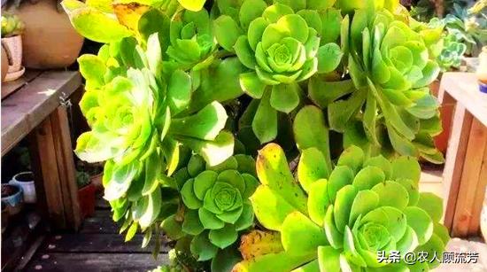 玉龙观音多肉植物品种大全,玉龙观音多肉怎么长得快