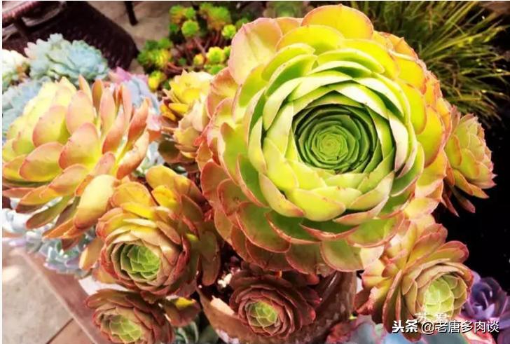 多肉植物为什么会烂,多肉植物为啥越养杆子越细