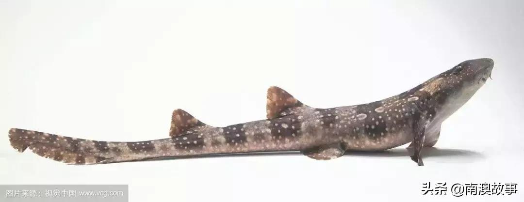 南澳渔民出海最常见的50种海鱼，都吃过，你就能退休了！