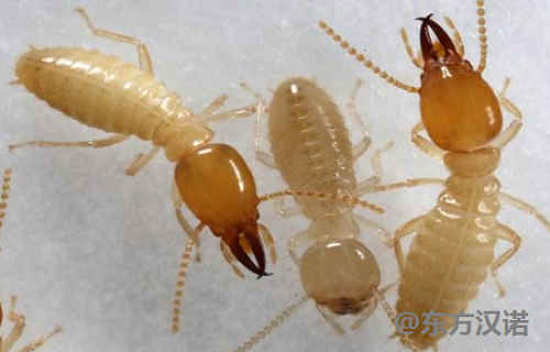 白蚁防治院,白蚁的防治价格